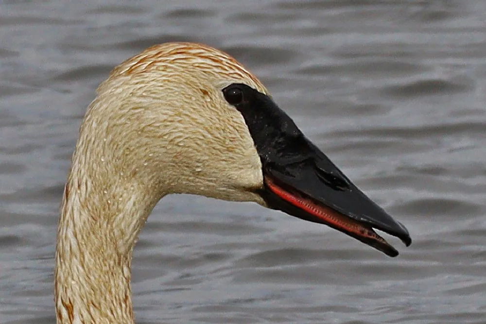 Signs of Spring at Turnbull NWR