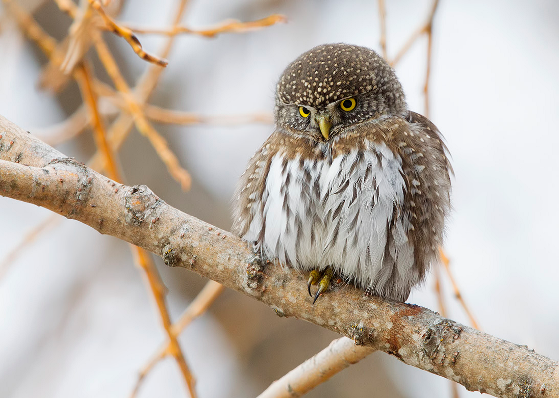 NOPYOwl.png