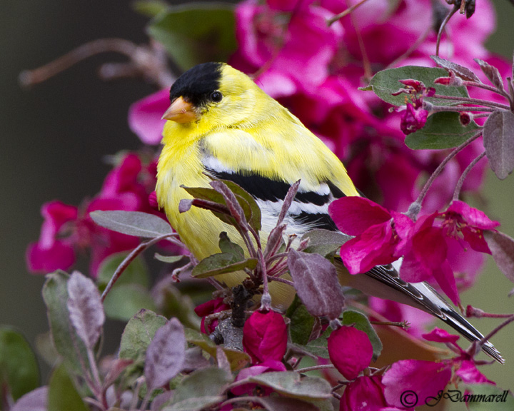 American Goldfinch.jpg