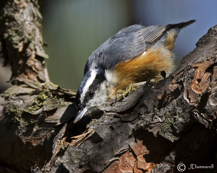 Red-breasted Nuthatch 2.jpg