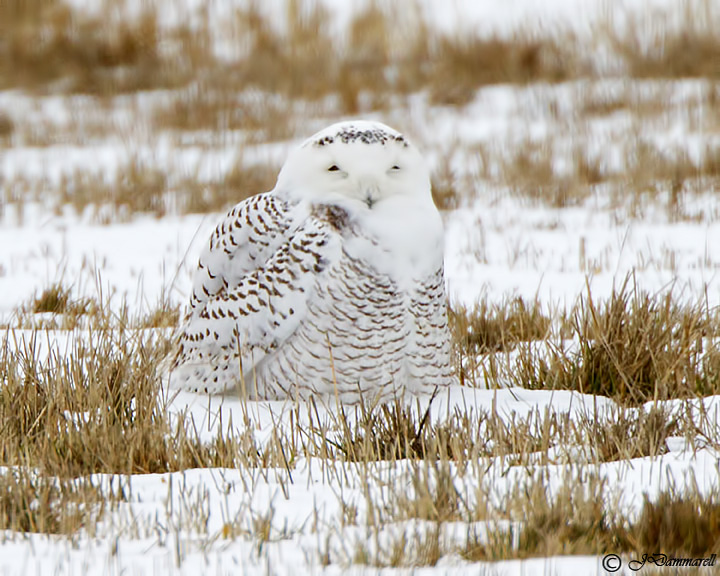 Snowy Owl Nyctea scandiaca.jpg