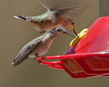 Calliope Hummingbird