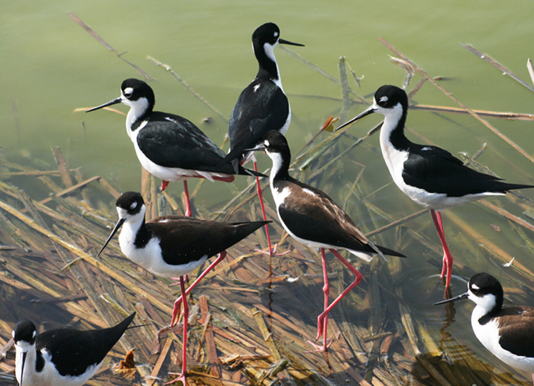 Black-necked Stilt