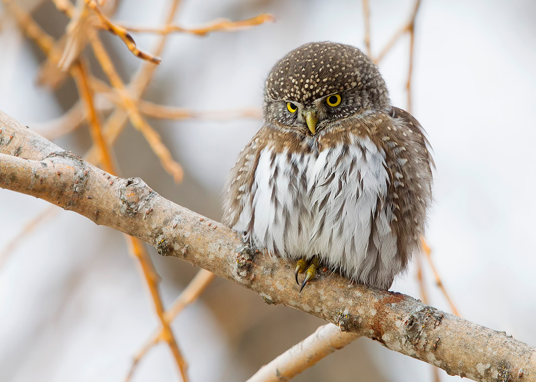 Northern Pygmy Owl