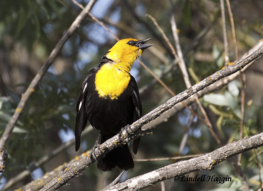 Yellow-headed Blackbird