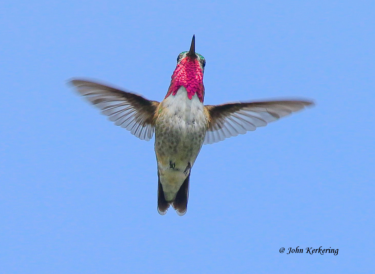 Calliope Hummingbird