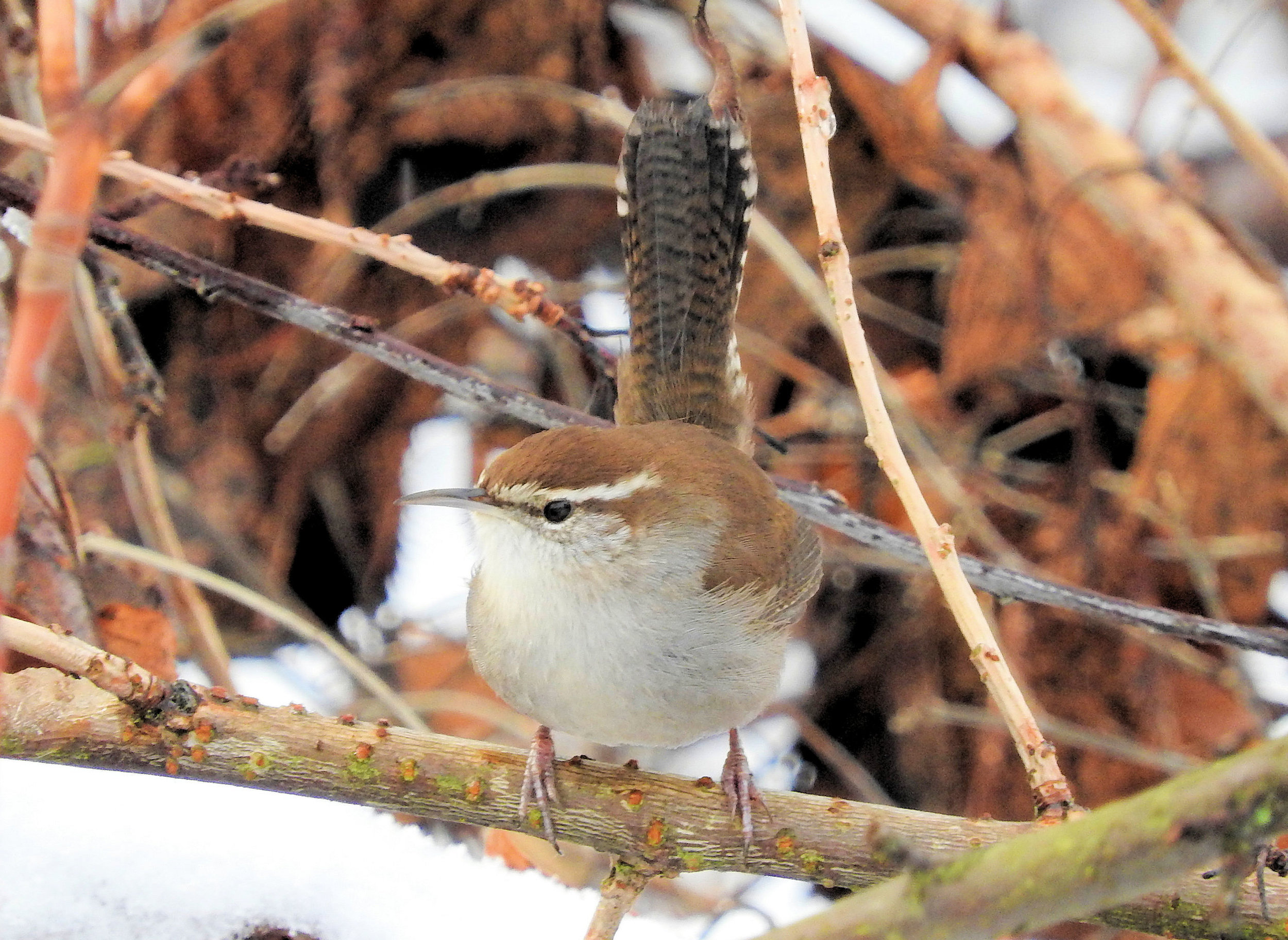 Bewick's Wren