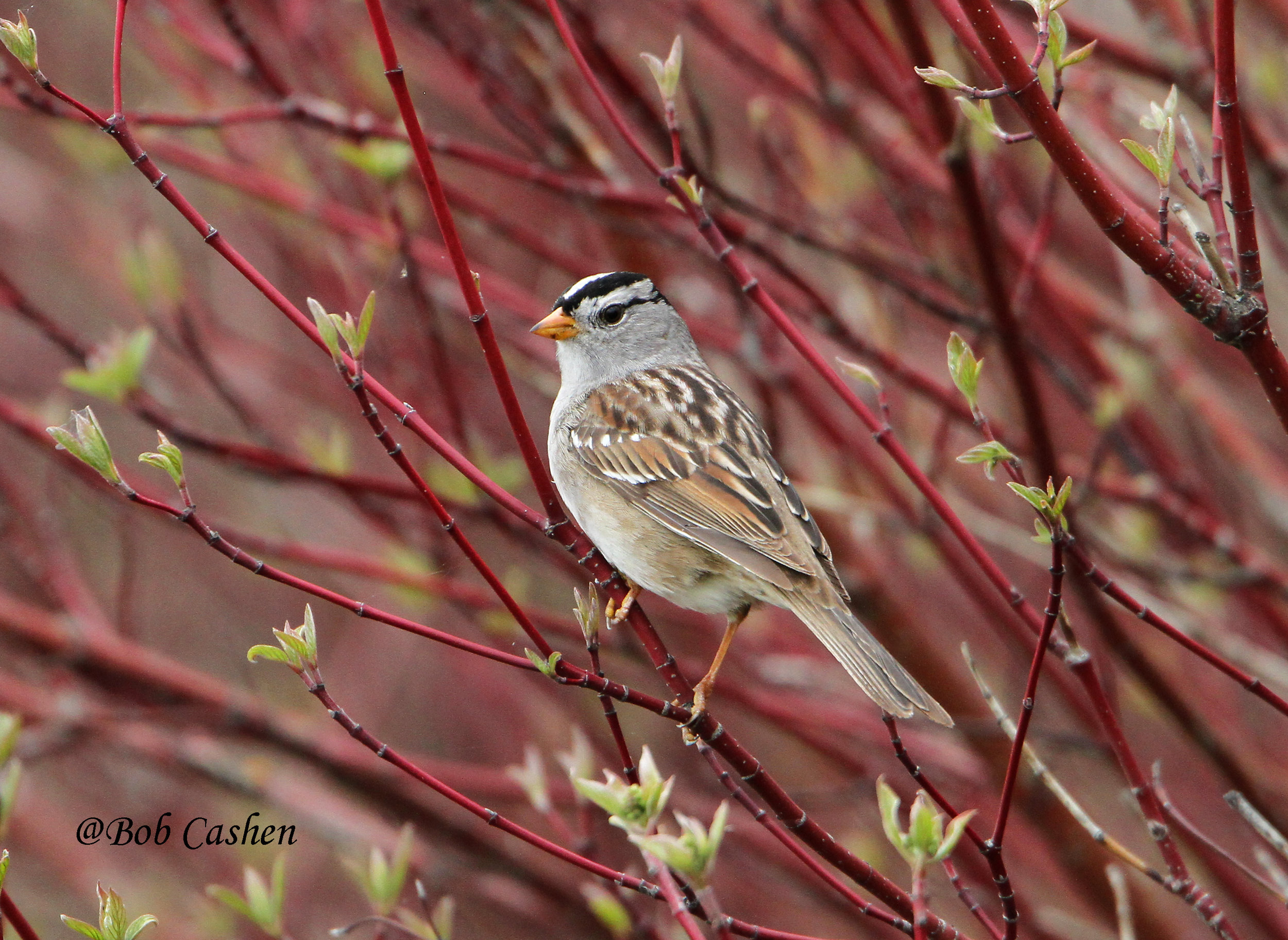 White-crowned Sparrow