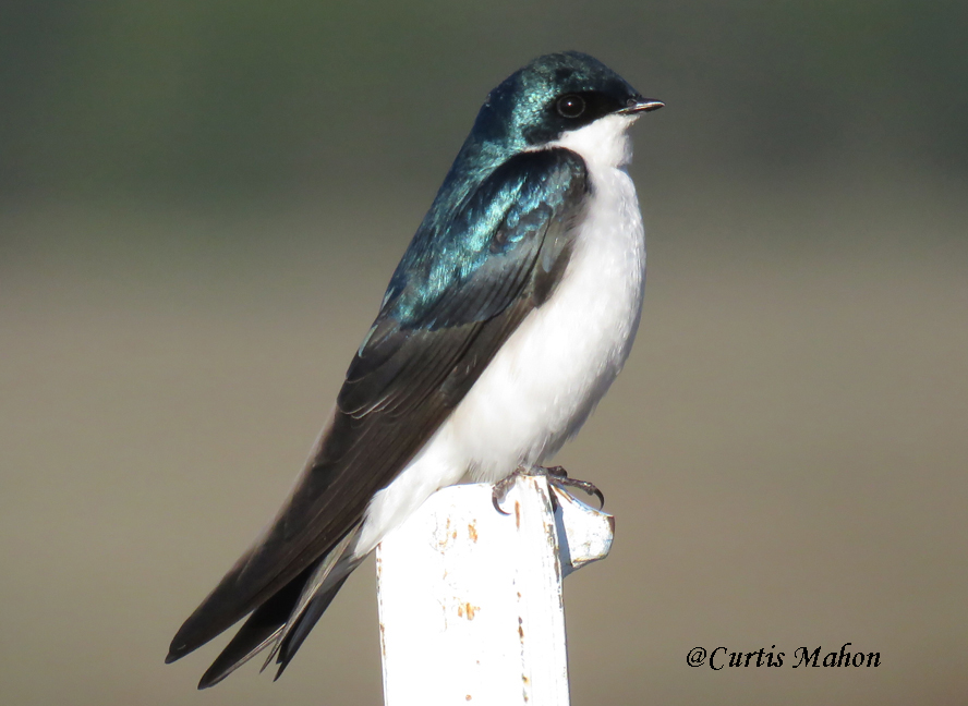 Tree Swallow