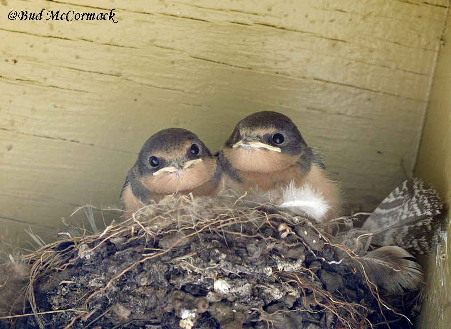 Barn Swallow nestlings