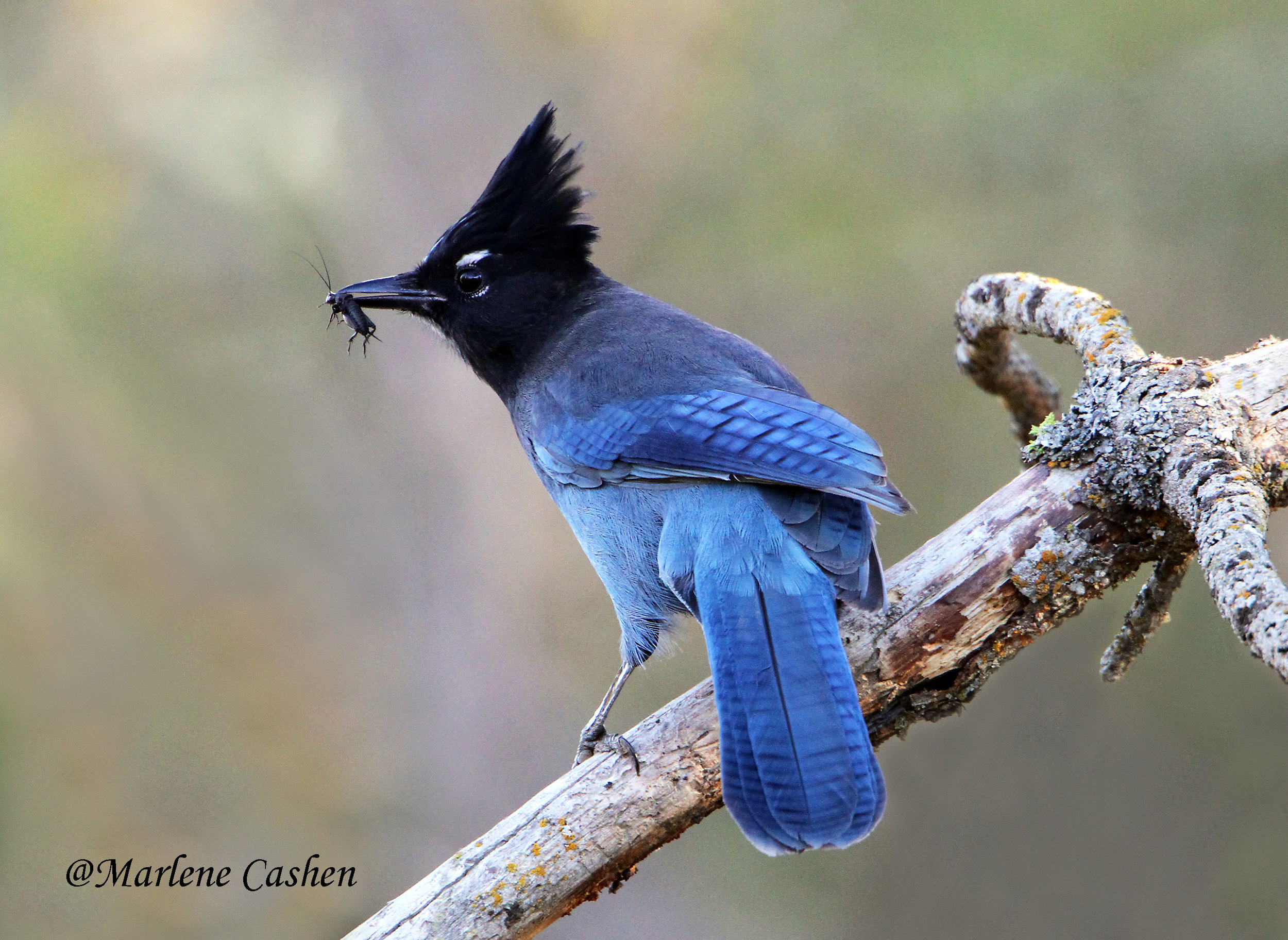 Steller's Jay