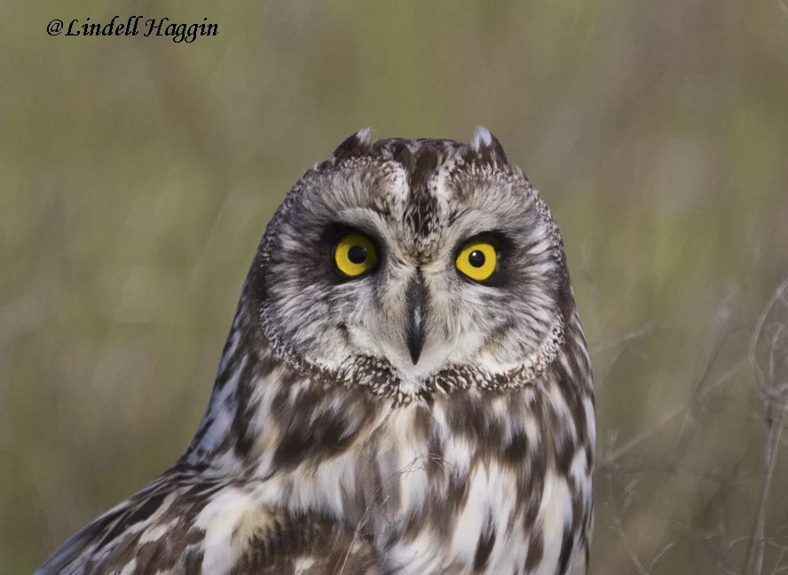 Short-eared Owl