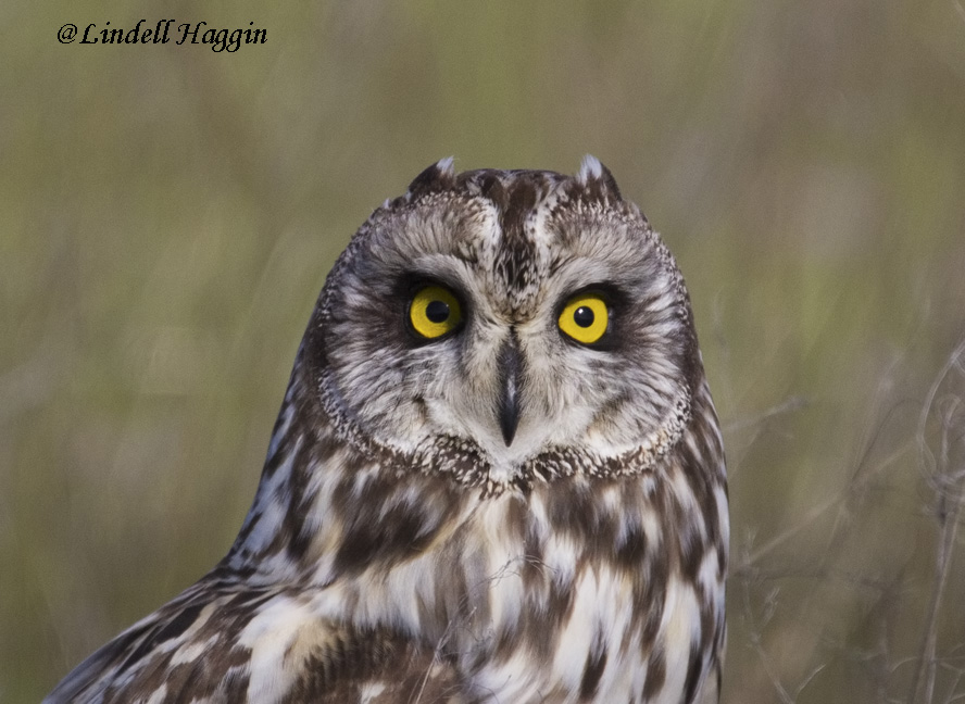 Short-eared Owl