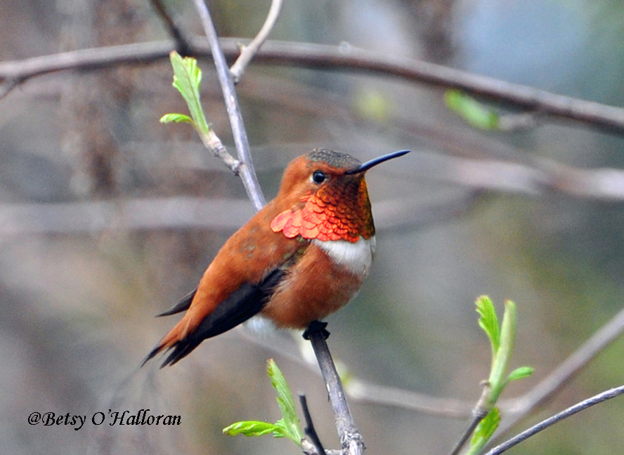 Rufous Hummingbird