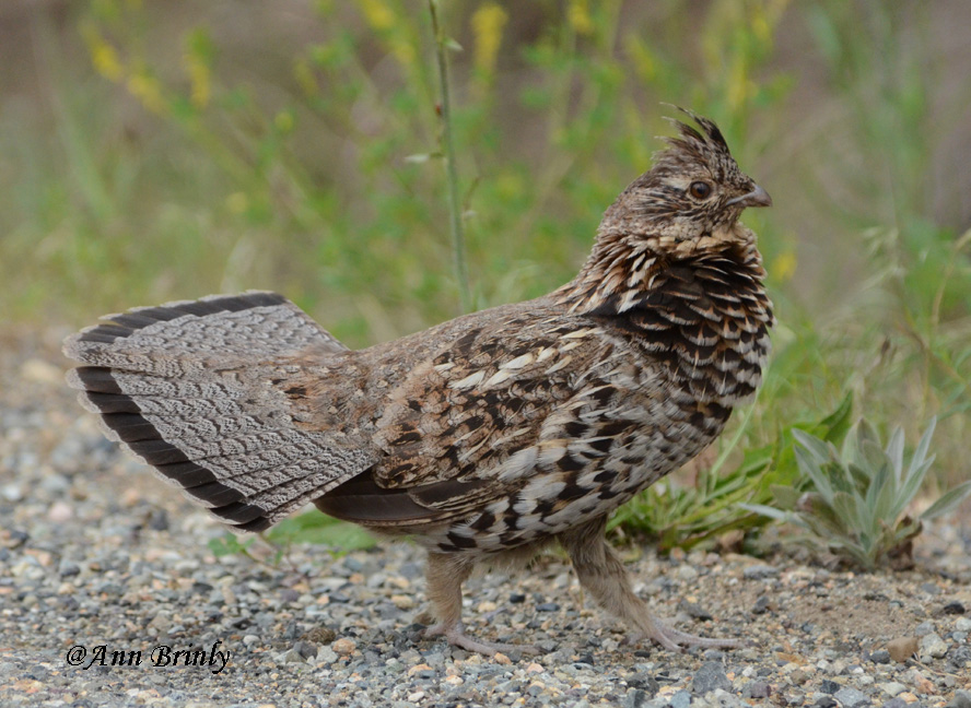 Ruffed Grouse