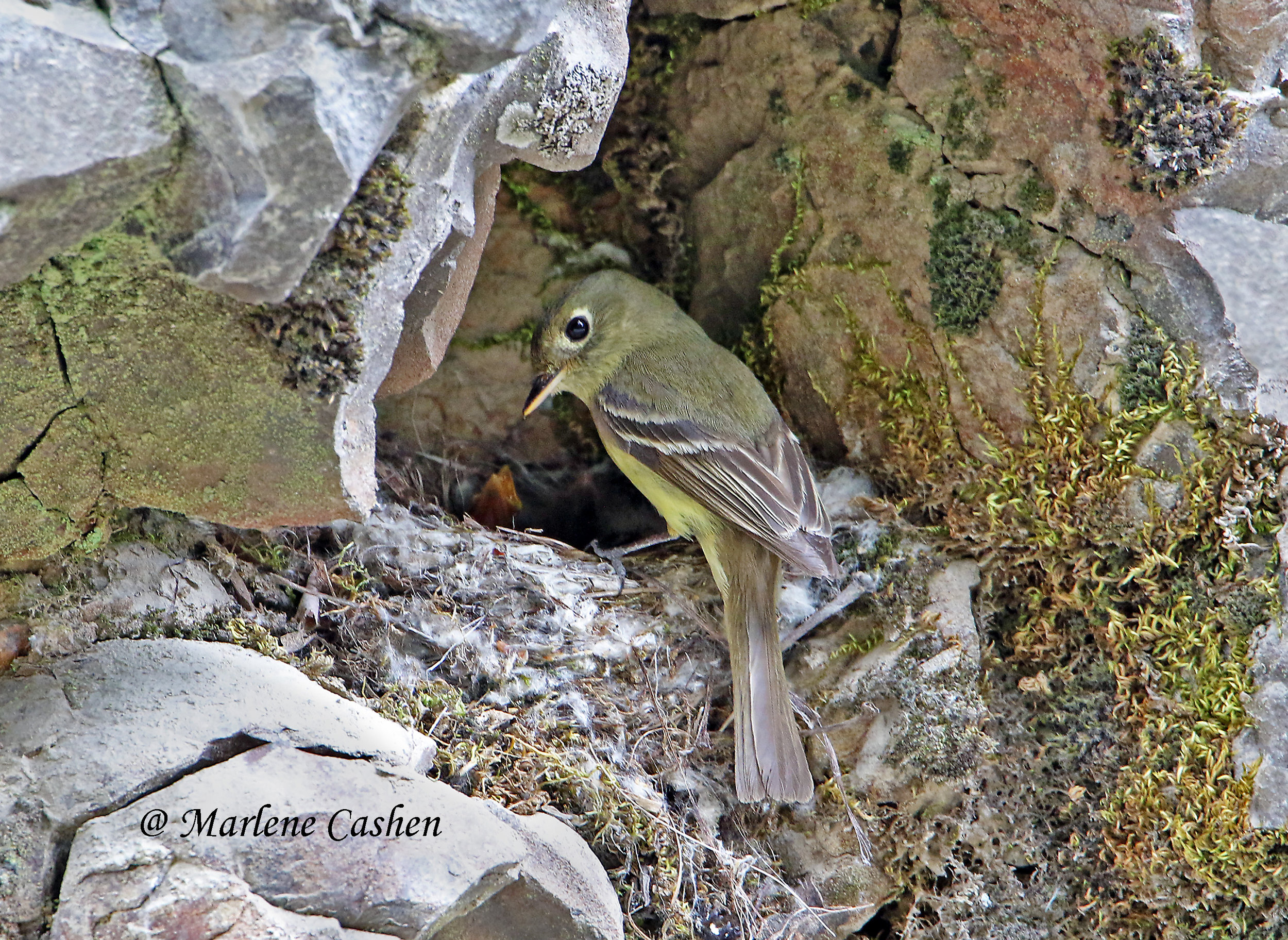 Pacific-slope Flycatcher