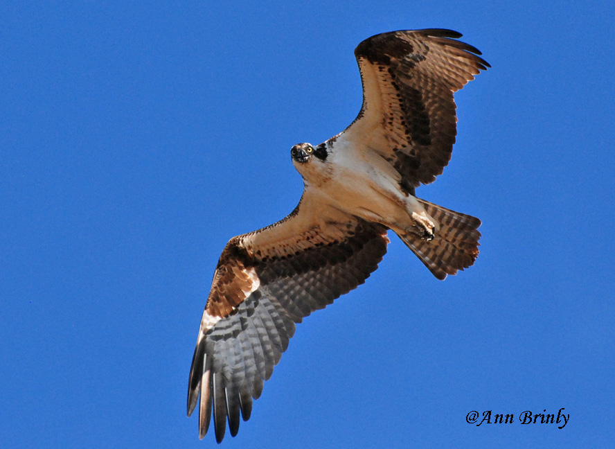 Osprey