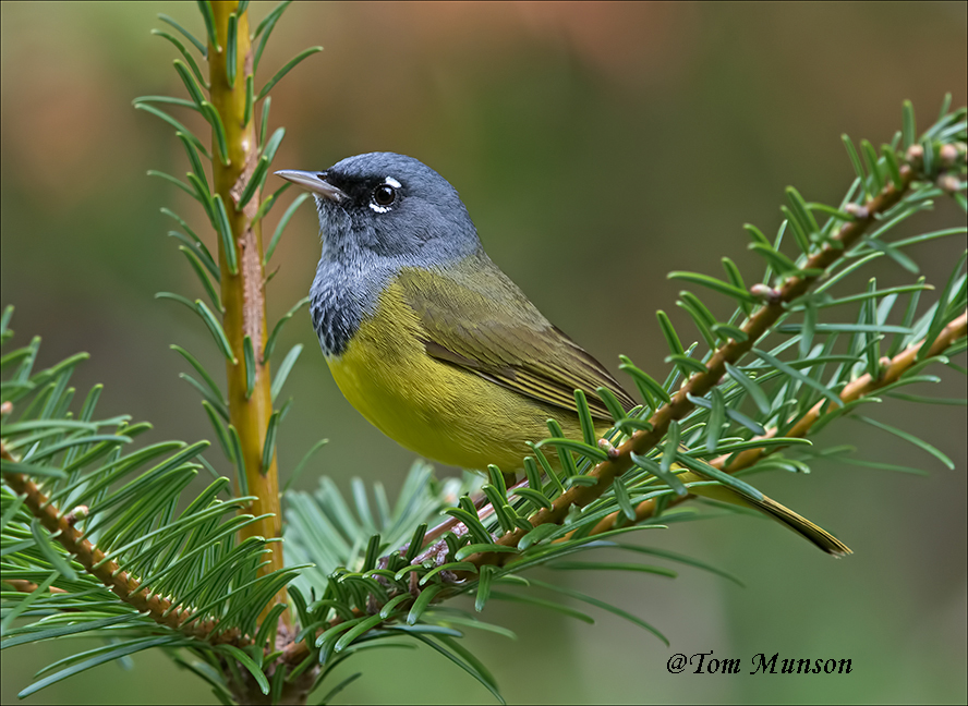 MacGillivray's Warbler