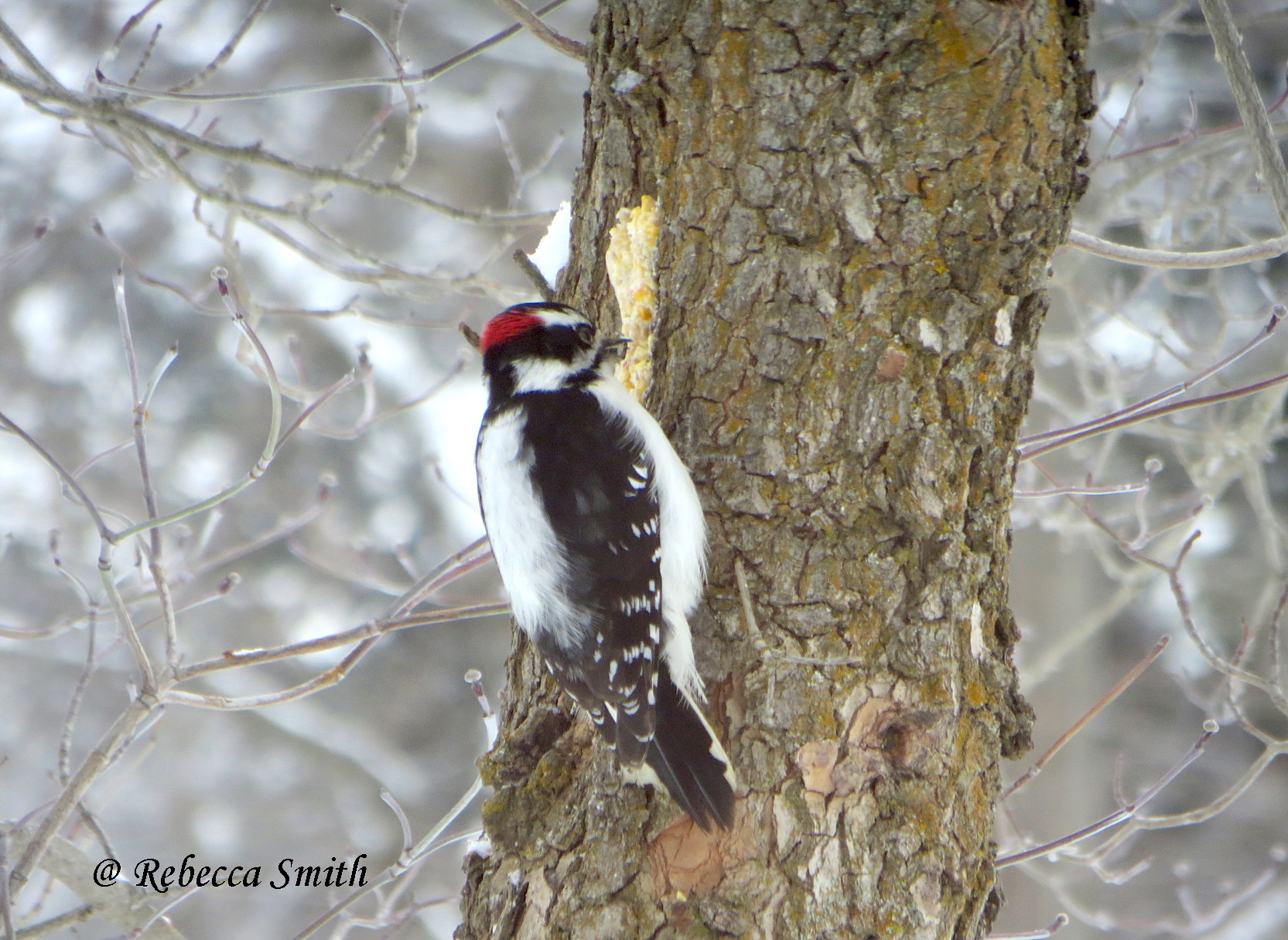 Downy Woodpecker