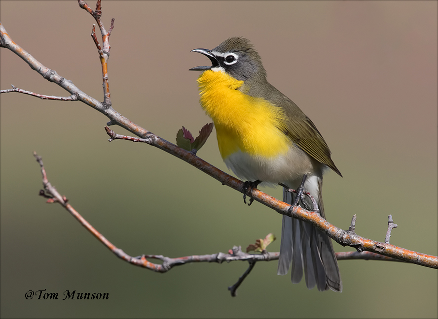 Yellow-breasted Chat