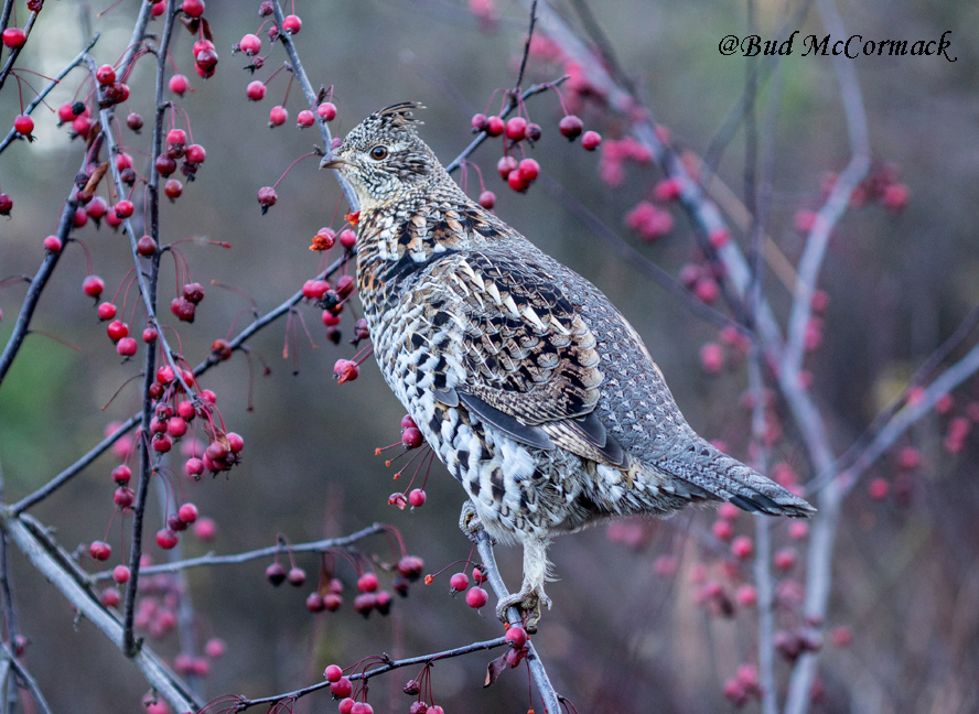 Ruffed Grouse