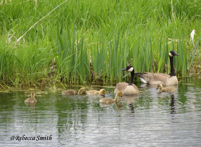 Canada Goose