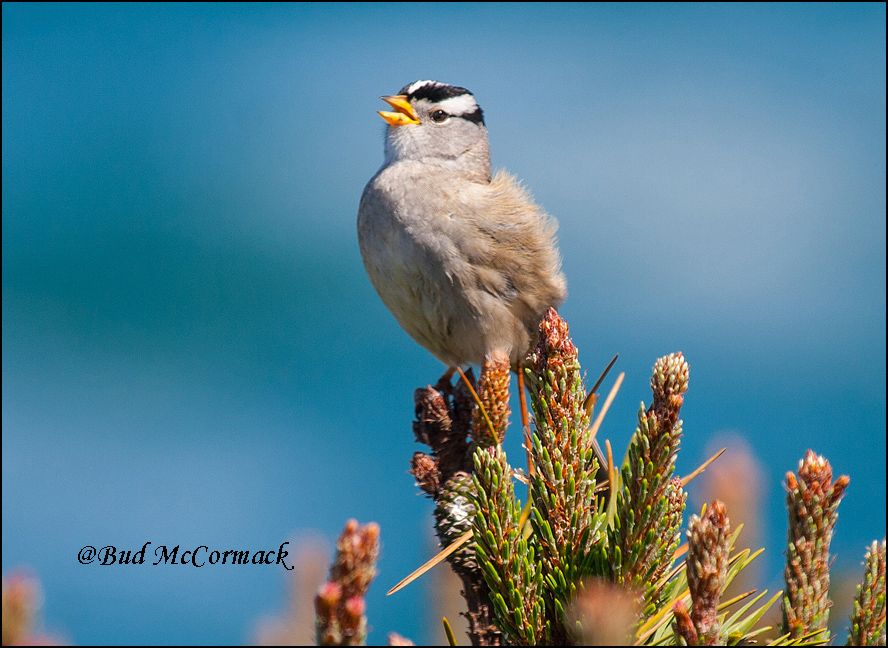 White-crowned Sparrow