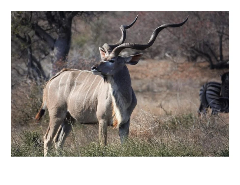 Kudu Bull