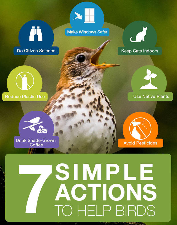 7-simple-actions-save-birds.jpg