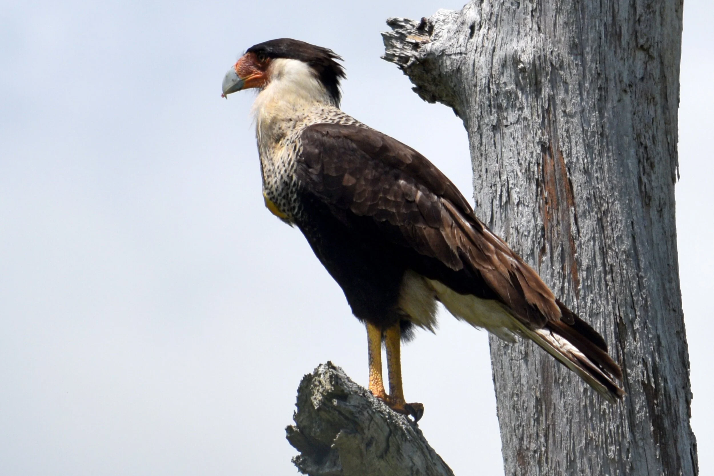 Crested Caracara (Photographed by Ron Force)