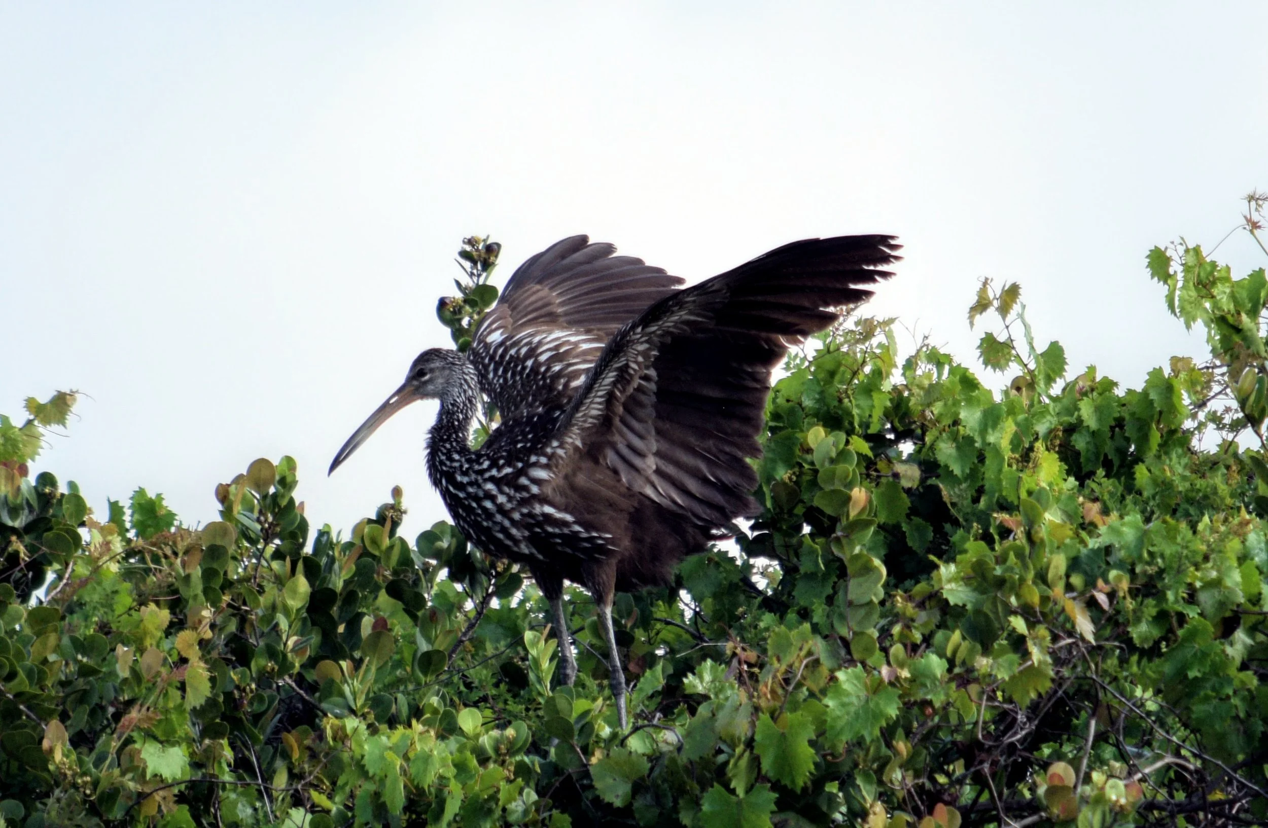 The Pygmy Owl - October 2019