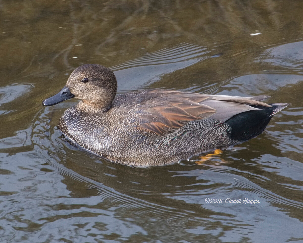 Lewiston/Clarkston Valley Banana Belt Field Trip