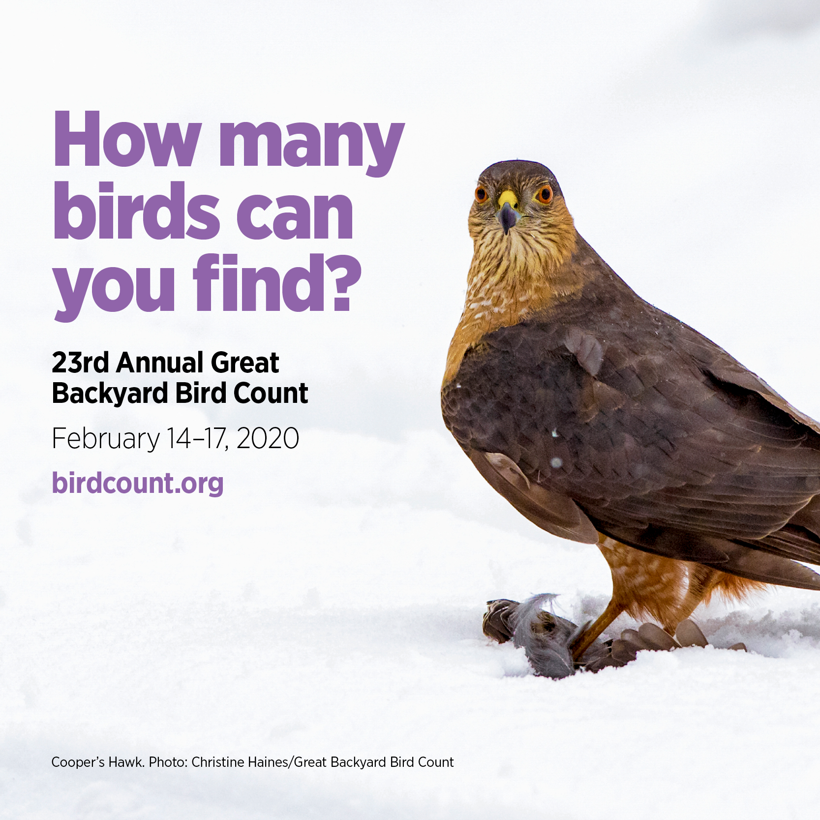 Great Backyard Bird Count