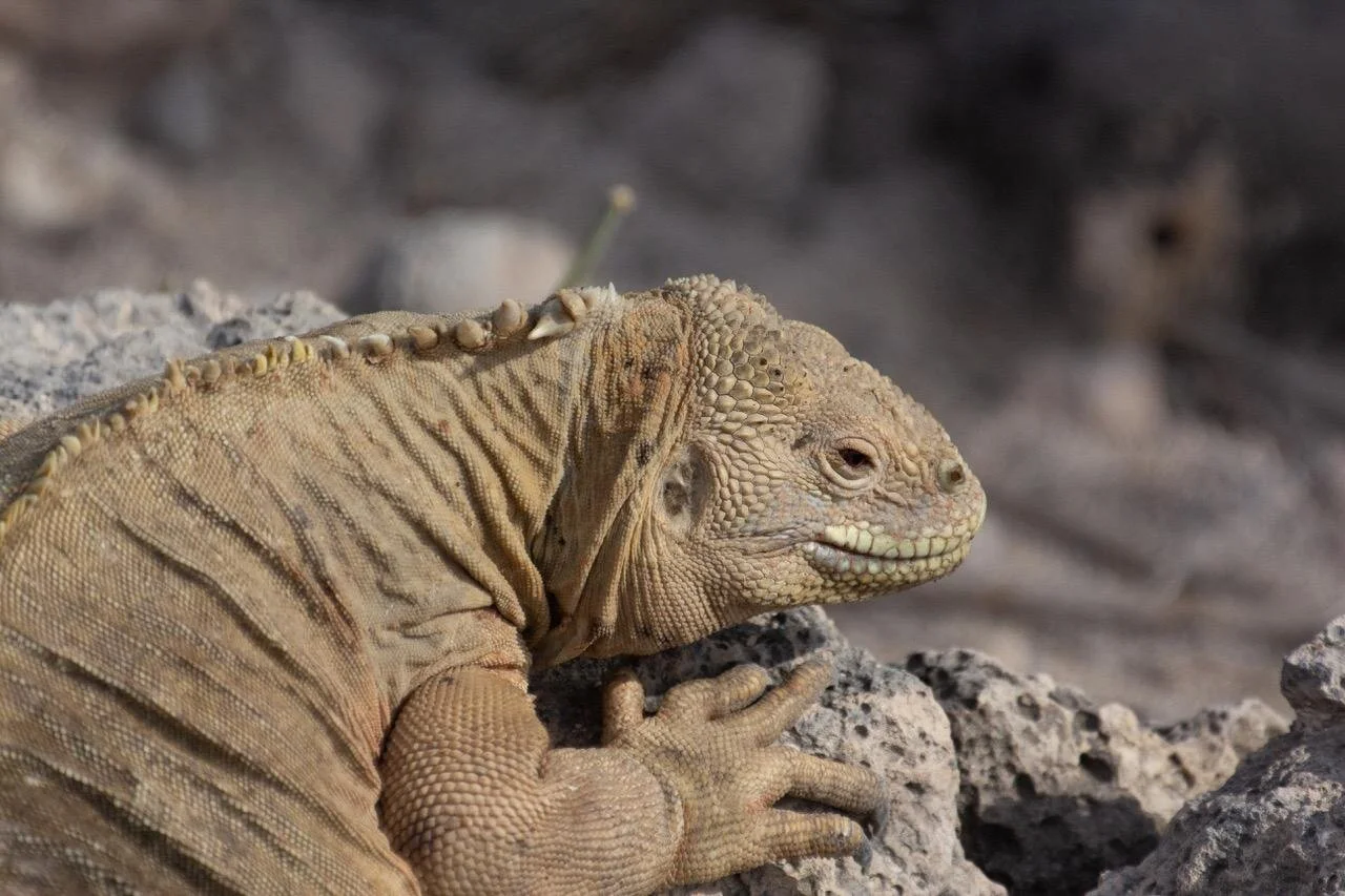 January General Meeting