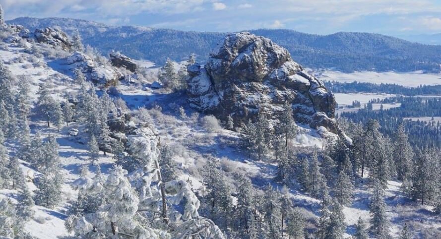 The Pygmy Owl - February 2020