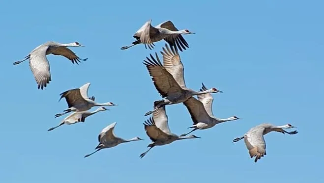 Othello Sandhill Crane Festival