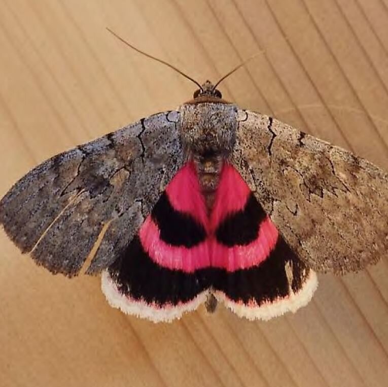 The Pygmy Owl - April 2020