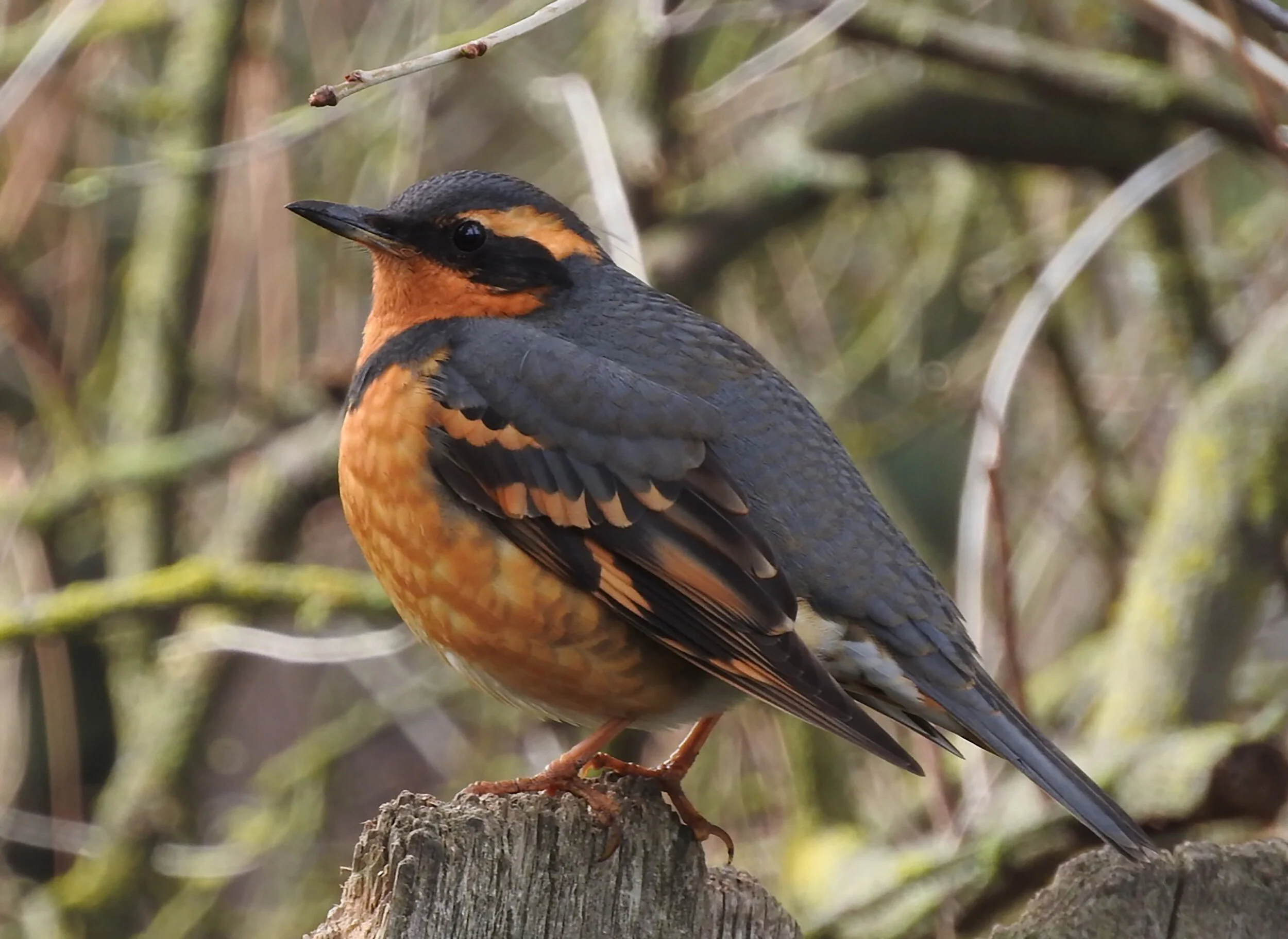 April 2020 South Hill Backyard Birds — Spokane Audubon Society