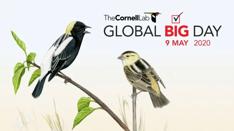 World Migratory Bird Day