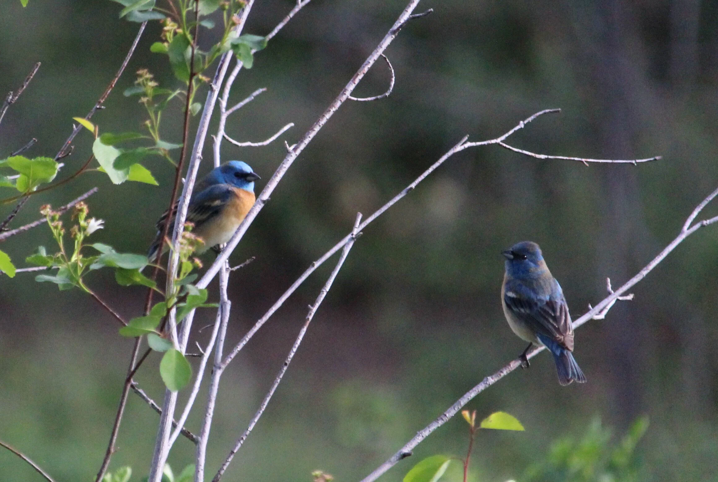 Lazuli Buntings