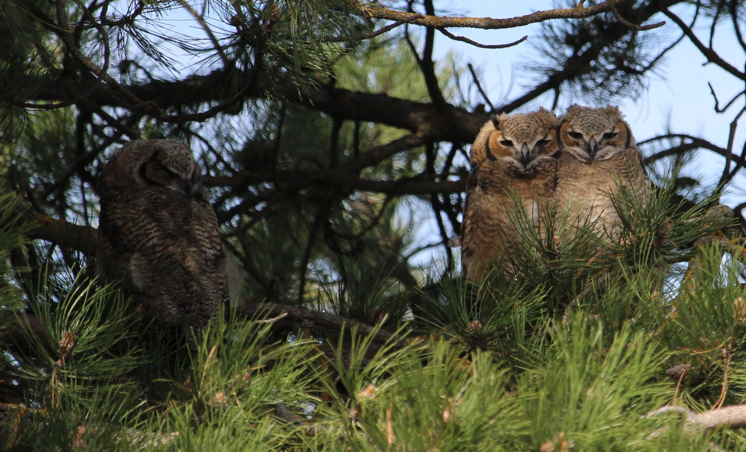 Great Horned Owlets