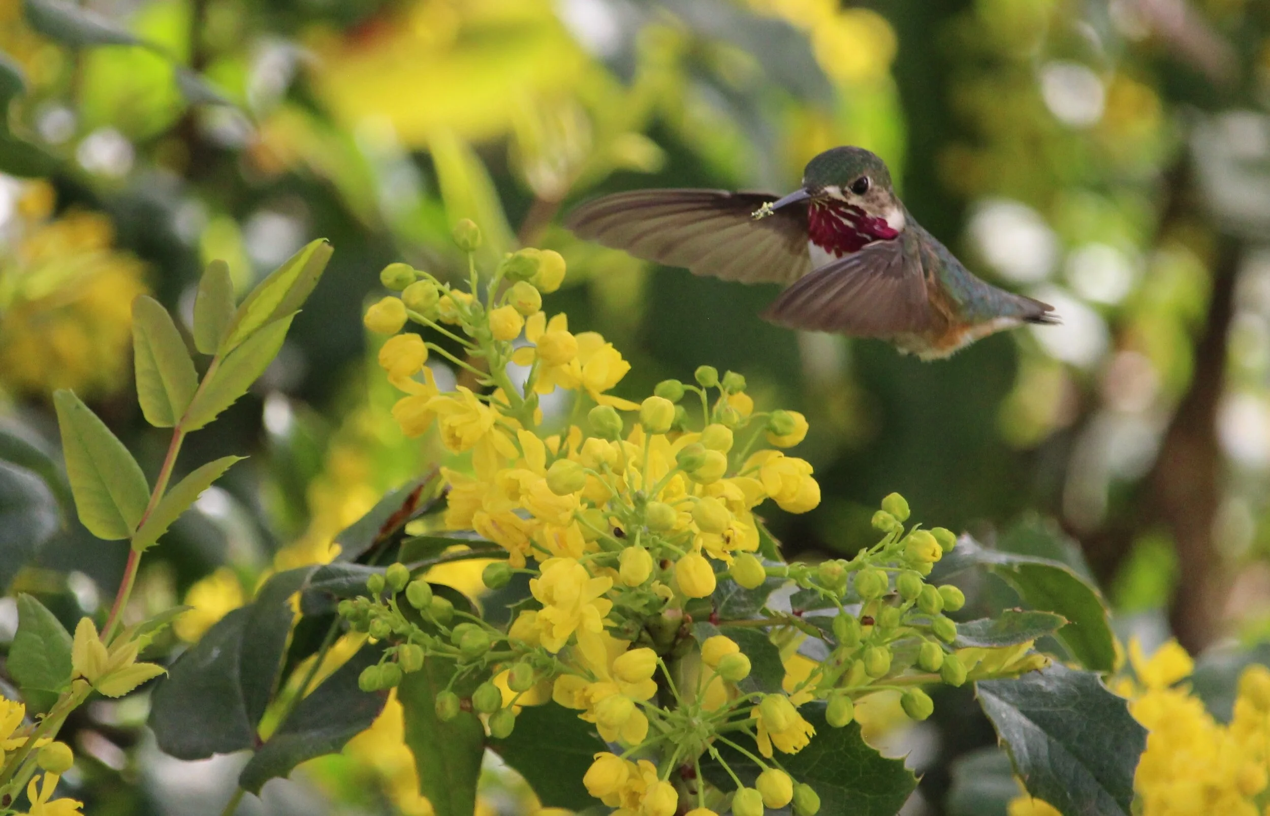 Calliope Hummingbird (make)