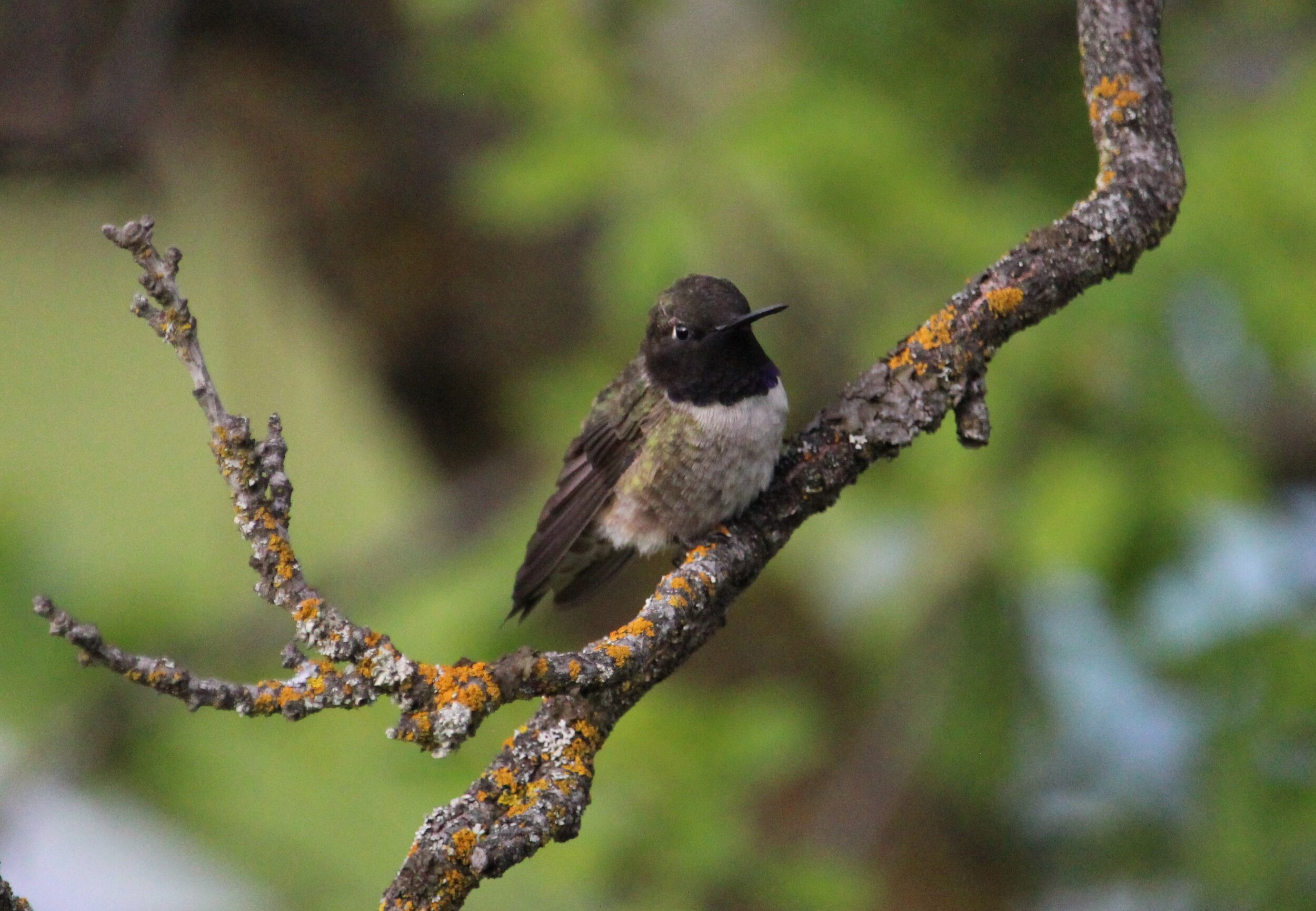 Black-chinned Hummingbird (male)