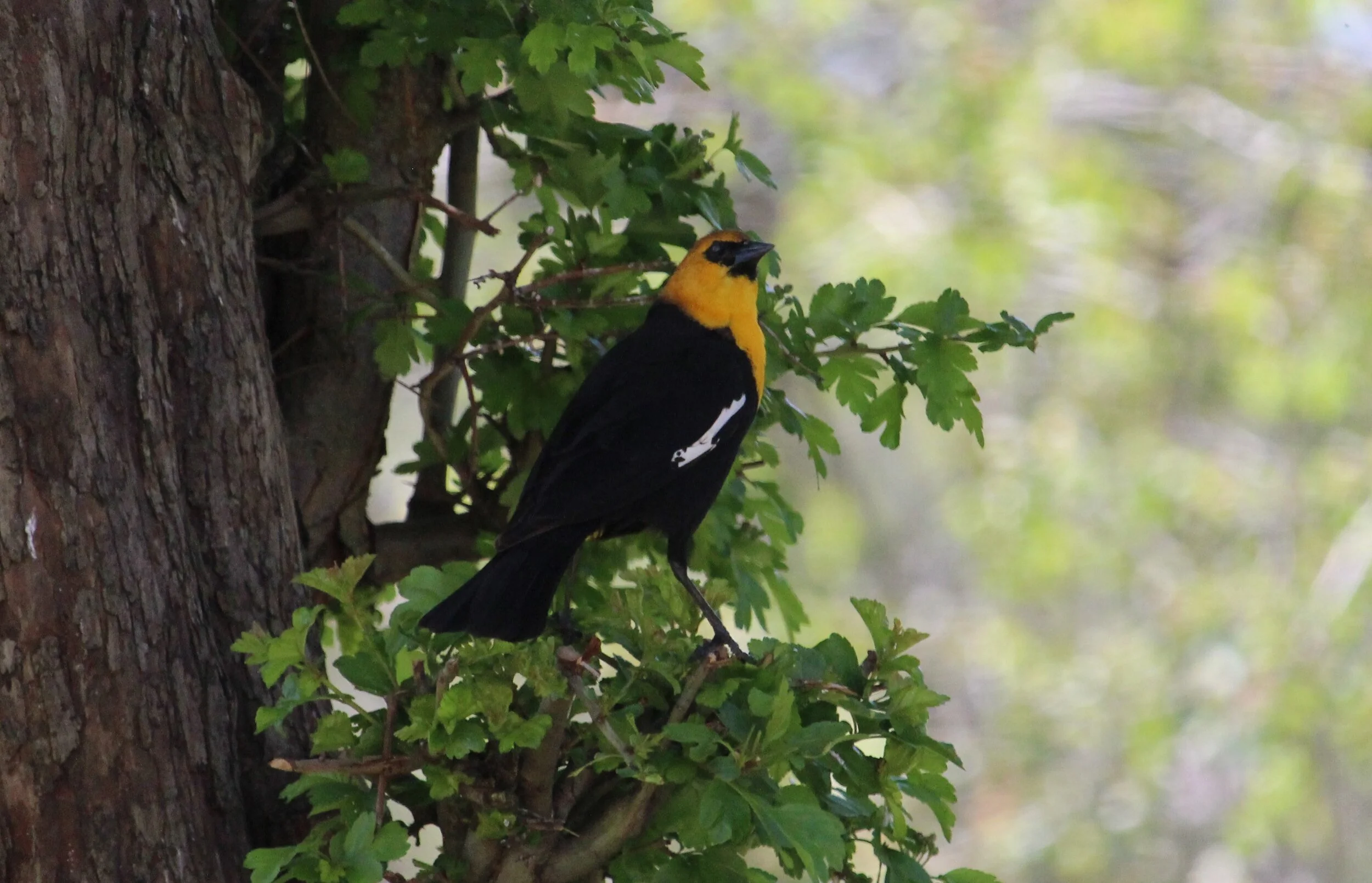 Yellow-headed Blackbird (male)