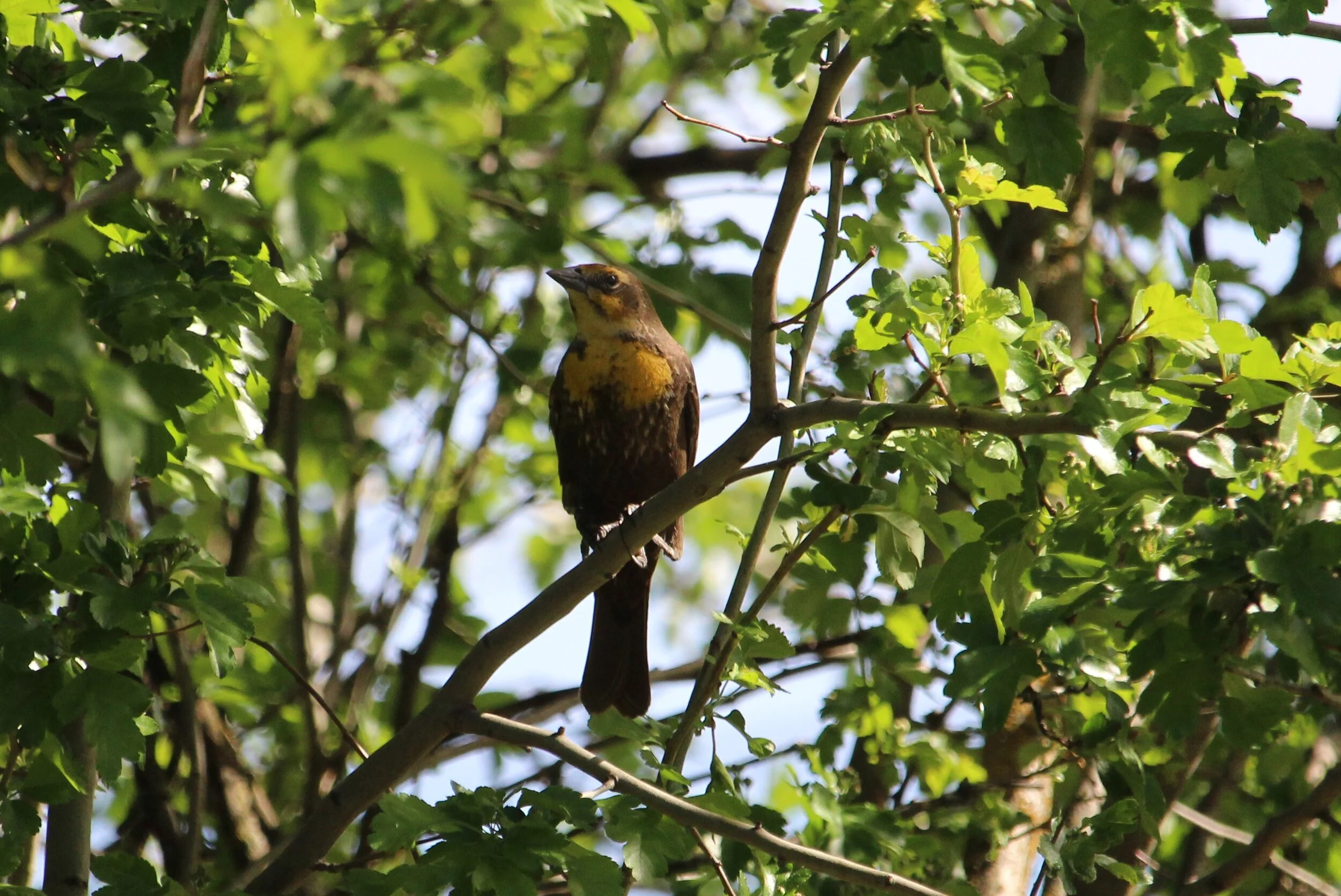 Yellow-headed Blackbird (female)