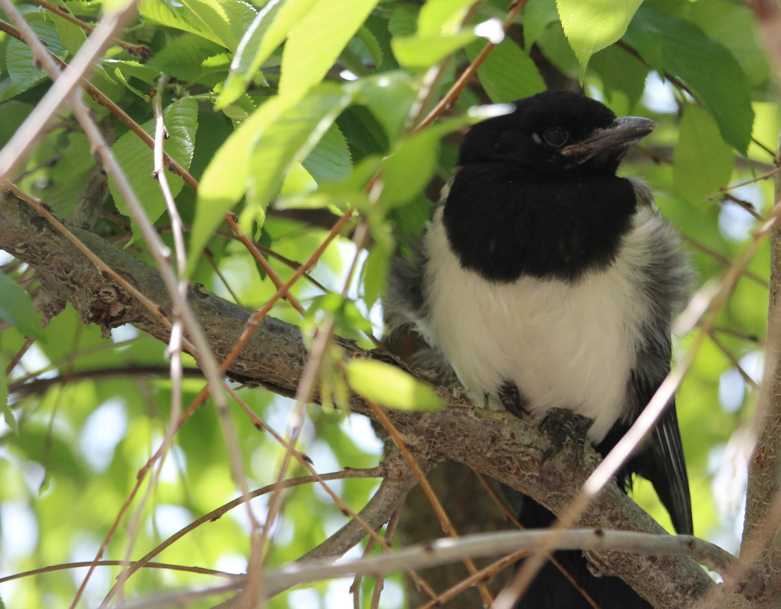 Black-billed Magpie (juvenile)