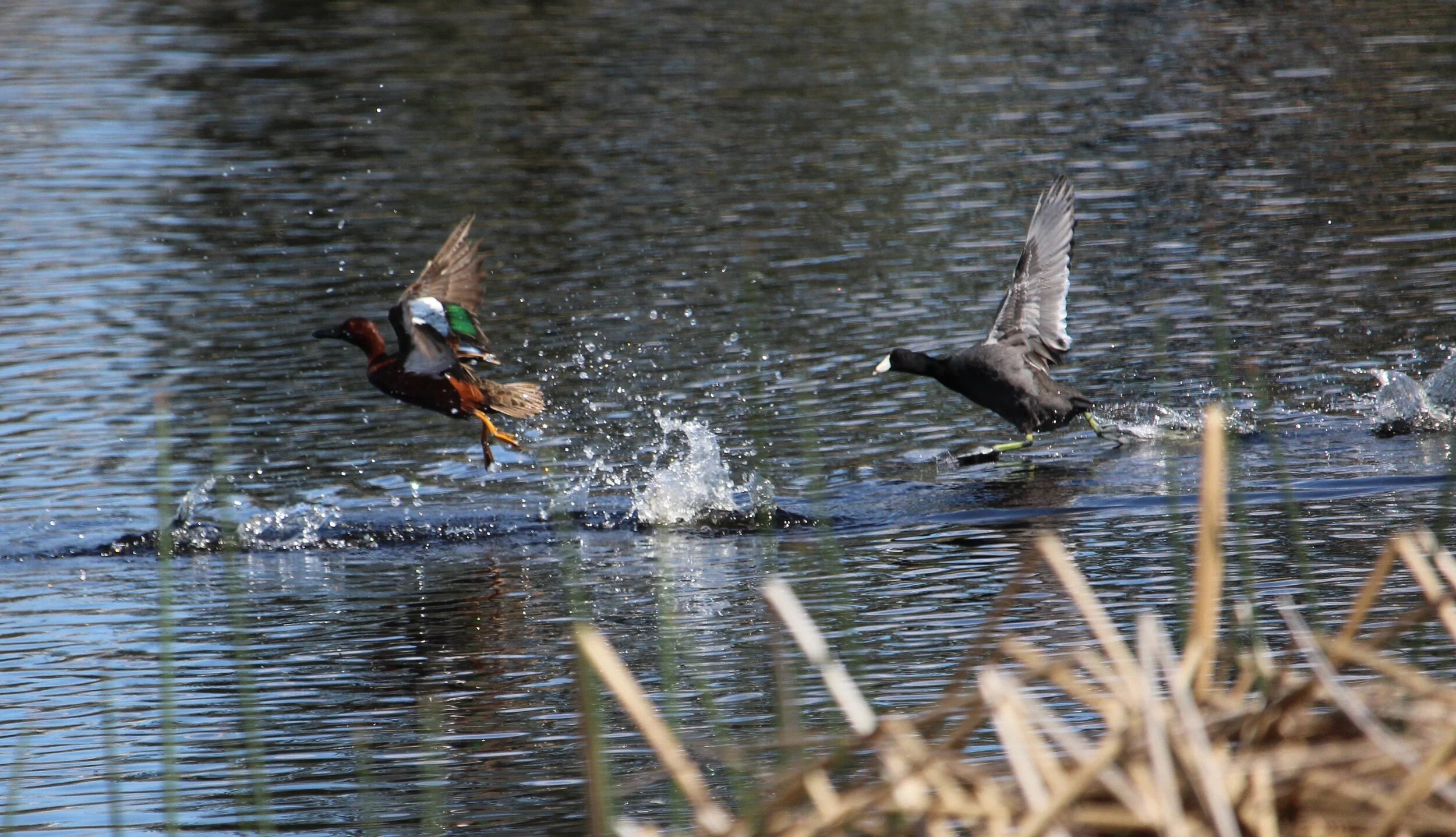 Cinnamon Teal
