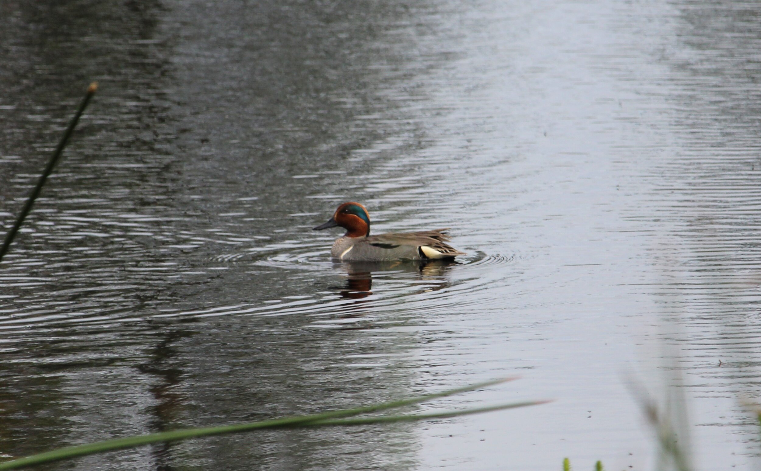 Green-winged Teal