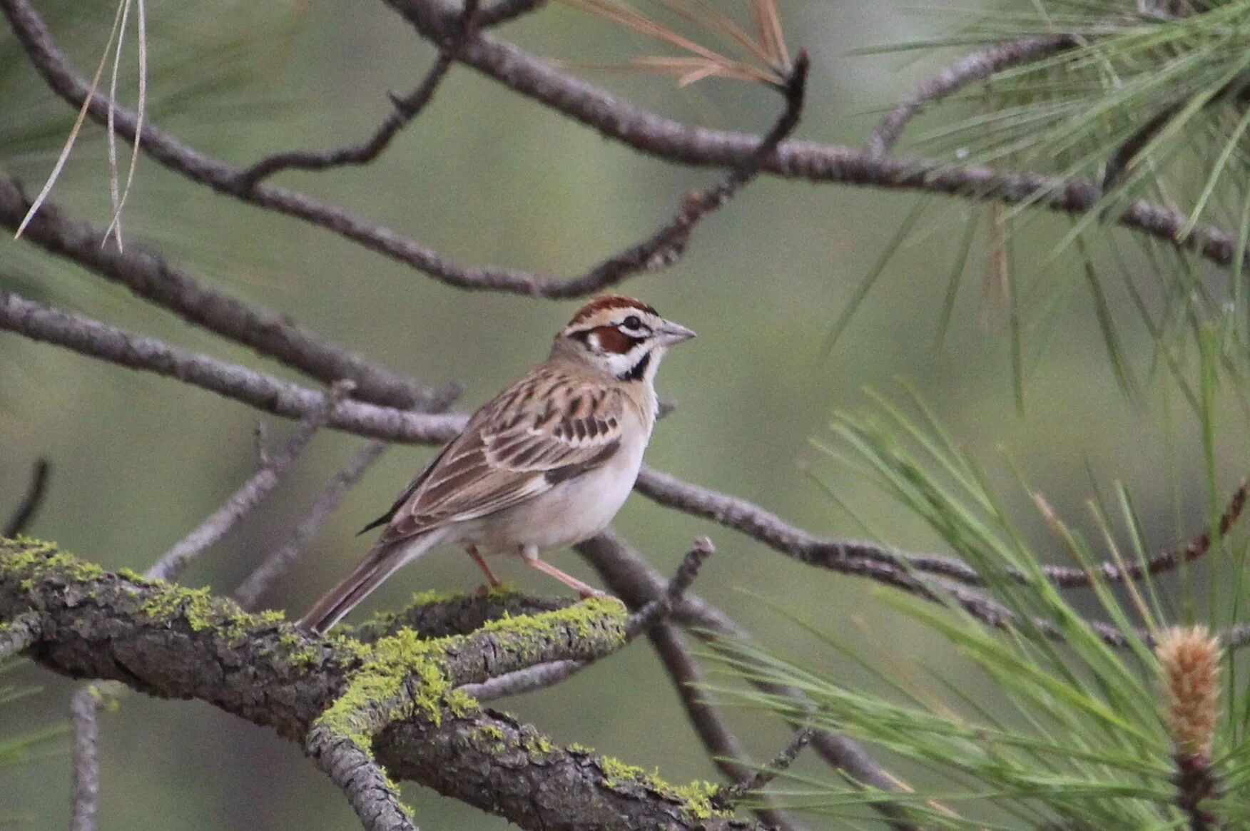 Lark Sparrow