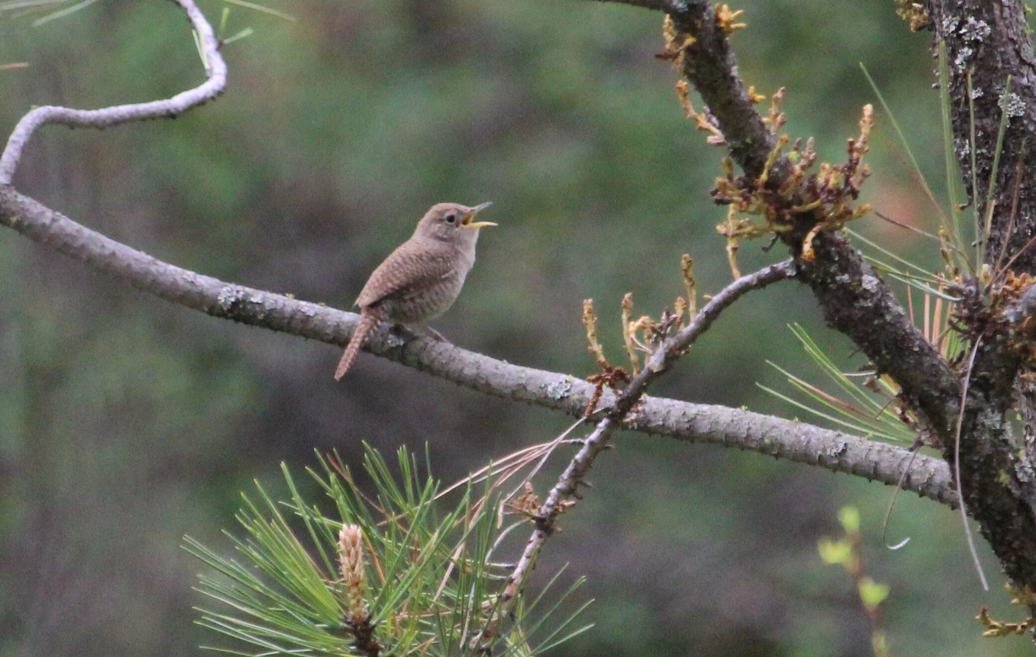 House Wren